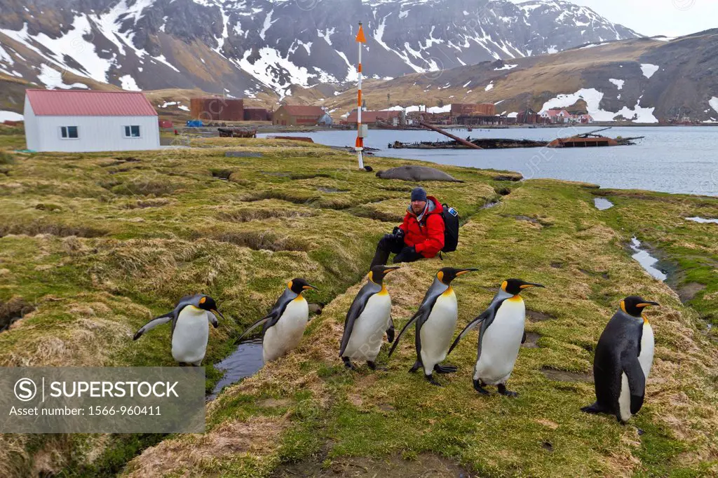 Adult king penguins Aptenodytes patagonicus with Lindblad Expeditions guest at Grytviken on South Georgia Island, Southern Ocean