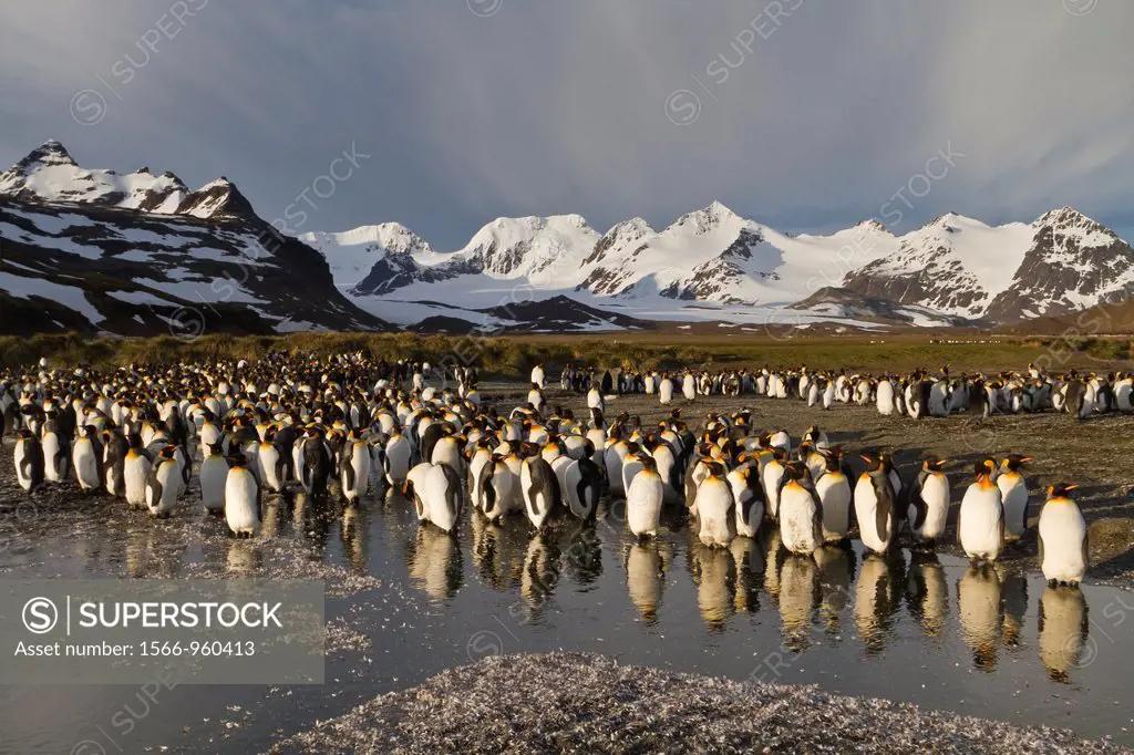 Sunrise on king penguins Aptenodytes patagonicus at nesting and breeding colony at Salisbury Plain on South Georgia Island, Southern Ocean
