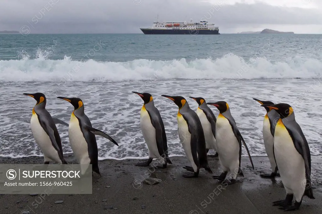 Adult king penguins Aptenodytes patagonicus returning from sea to the nesting and breeding colony at Salisbury Plain on South Georgia Island, Southern...