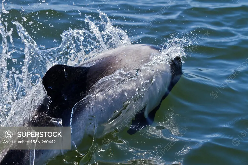 Adult Commerson´s dolphin Cephalorhynchus commersonii surfacing in the shallow waters surrounding Stanley Harbor in the Falkland Islands, South Atlant...
