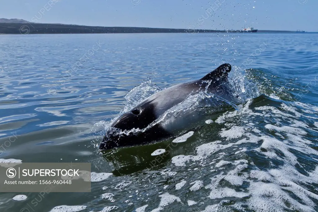 Adult Commerson´s dolphin Cephalorhynchus commersonii surfacing in the shallow waters surrounding Stanley Harbor in the Falkland Islands, South Atlant...