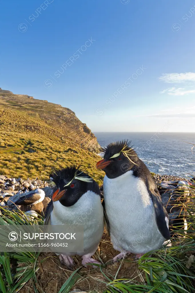 Adult southern rockhopper penguin Eudyptes chrysocome chrysocome pair at breeding and molting colony on West Point Island in the Falkland Islands, Sou...