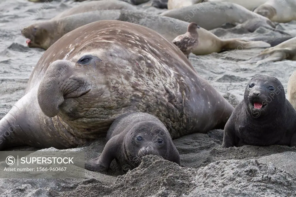 Adult bull southern elephant seal Mirounga leonina beachmaster with young pups at breeding site at Moltke Harbor on South Georgia Island in the Southe...