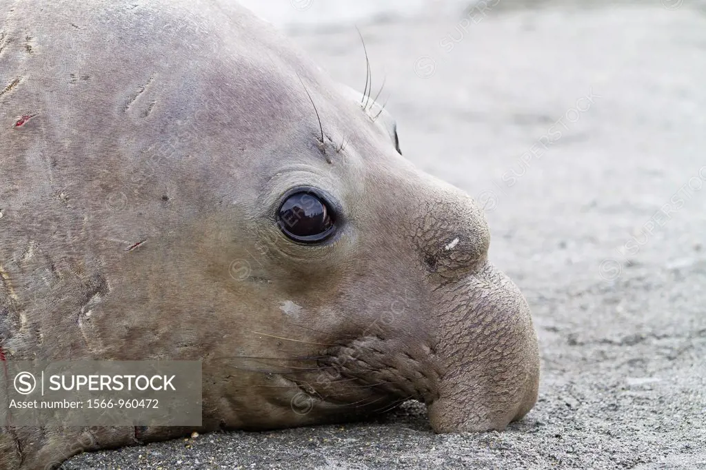 Young adult bull southern elephant seal Mirounga leonina close up at breeding site at Moltke Harbor on South Georgia Island in the Southern Ocean