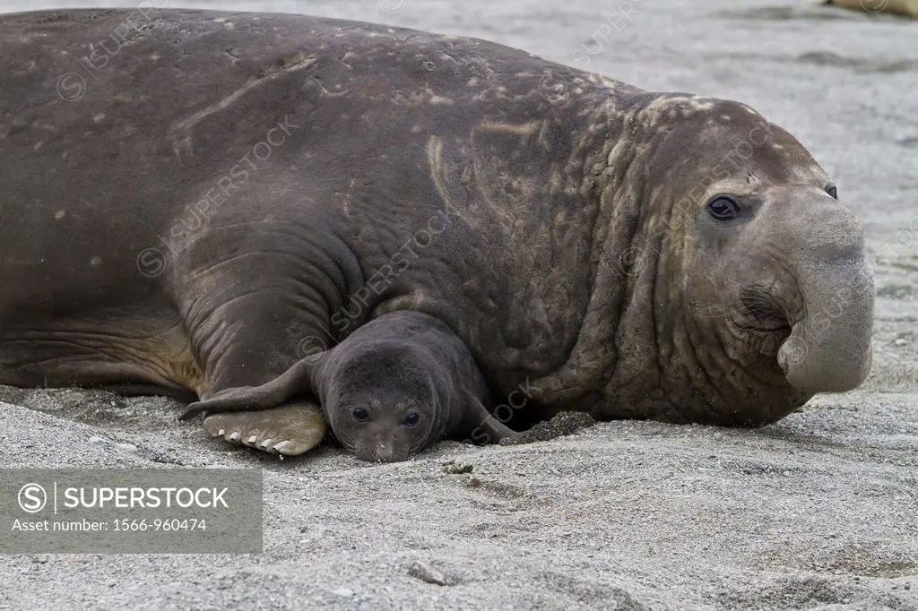 Adult beachmaster bull southern elephant seal Mirounga leonina holding young pup down with his weight at breeding site at Moltke Harbor on South Georg...