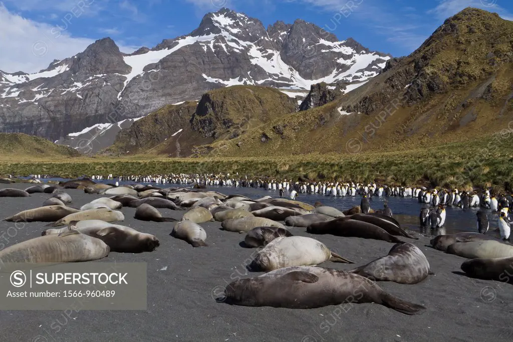 Southern elephant seal Mirounga leonina weaner pups sleeping on the beach at Gold Harbour on South Georgia Island in the Southern Ocean