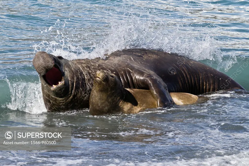 Southern elephant seal Mirounga leonina bull holding adult female in the surf to mate with her at Gold Harbour on South Georgia Island in the Southern...