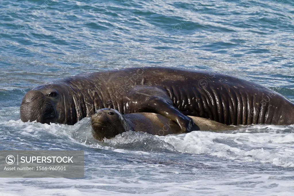 Southern elephant seal Mirounga leonina bull holding adult female in the surf to mate with her at Gold Harbour on South Georgia Island in the Southern...