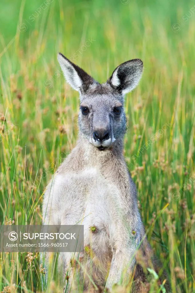 Eastern grey kangaroo Macropus giganteus, it is the second largest living marsupial and one of the icons of Australia The Eastern grey kangaroo is mai...