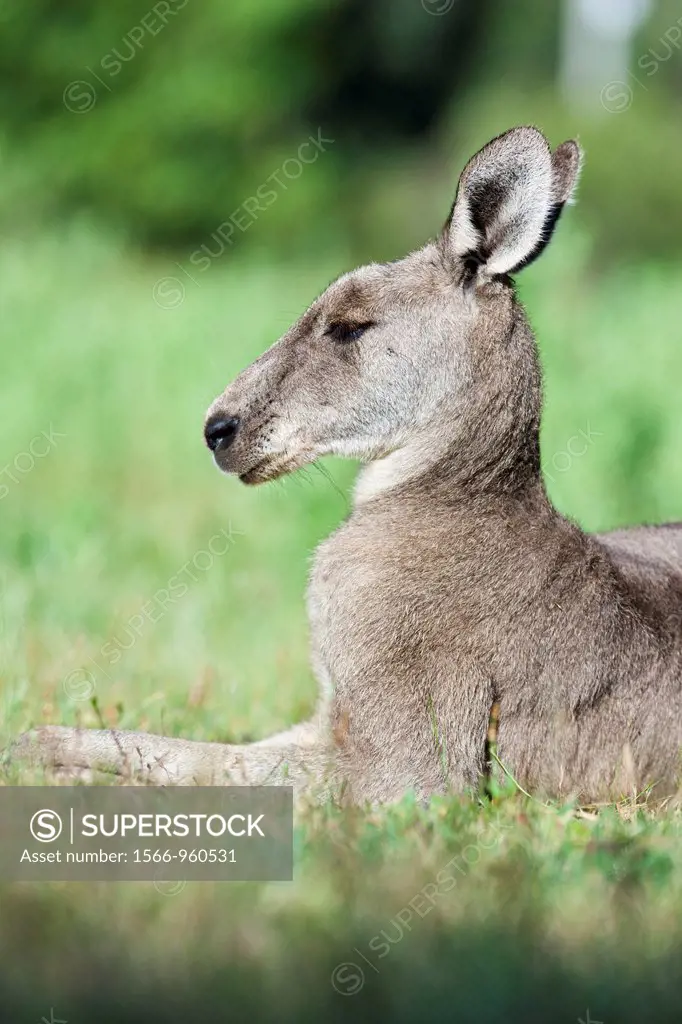 Eastern grey kangaroo Macropus giganteus, it is the second largest living marsupial and one of the icons of Australia Portrait of a dominant bull The ...