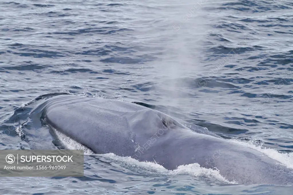 A very rare sighting of an adult blue Whale Balaenoptera musculus surfacing off the northwestern side of Spitsbergen Island in the Svalbard Archipelag...
