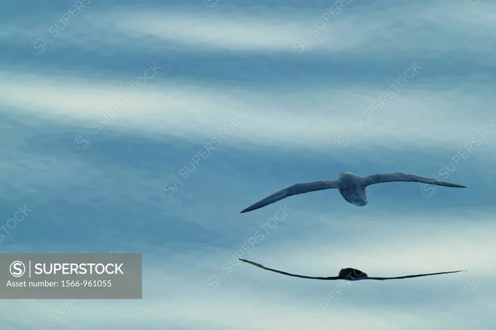 Northern fulmar Fulmarus glacialis glacialis on the wing over calm seas in the Svalbard Archipelago, Norway