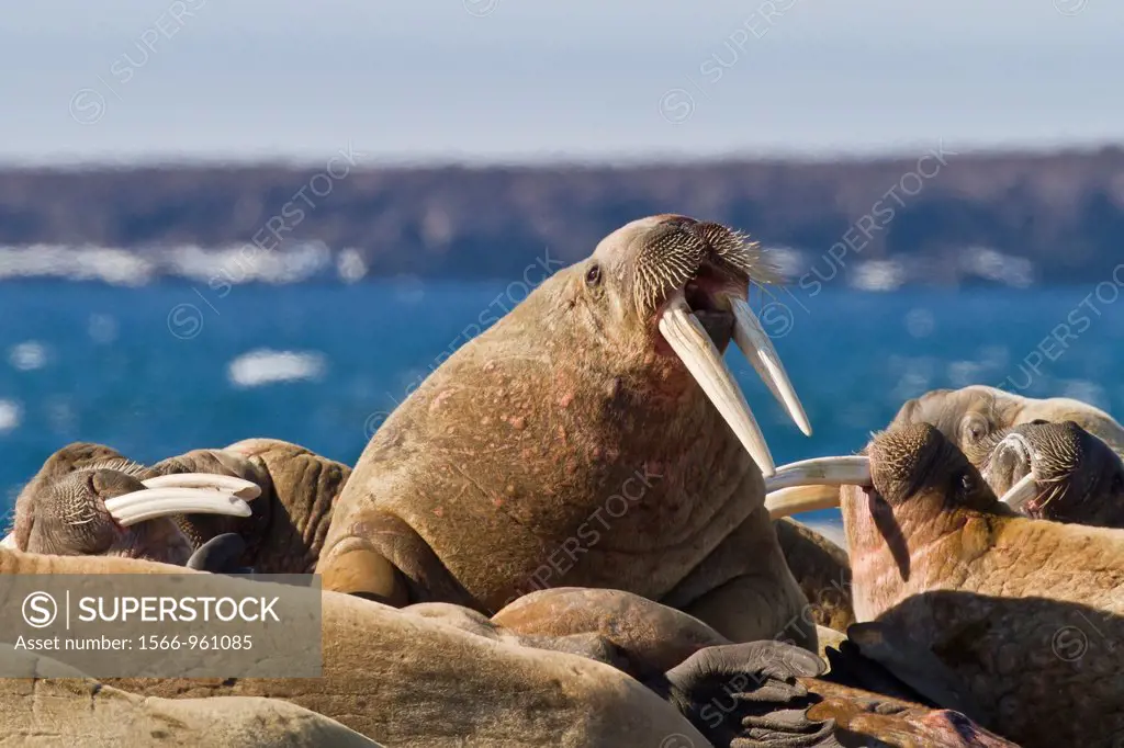 Adult bull walrus Odobenus rosmarus rosmarus hauled out on the beach in the Svalbard Archipelago, Norway