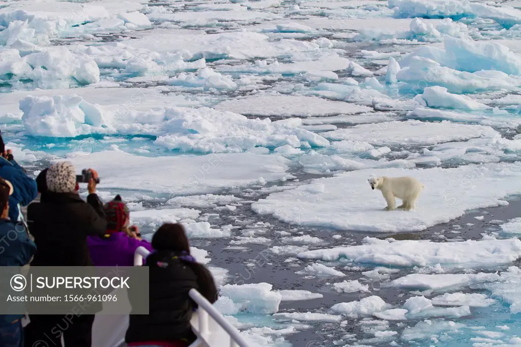 A curious young polar bear Ursus maritimus approaches the National Geographic Explorer in the Svalbard Archipelago, Norway