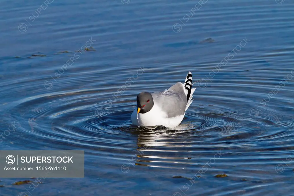 An adult Sabine´s Gull Xema sabini in melt water pool in the Svalbard Archipelago, Norway
