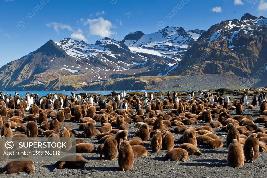 Adult and ´okum boy´ king penguins Aptenodytes patagonicus at breeding and nesting colony at Gold Harbor in South Georgia Island, Southern Ocean