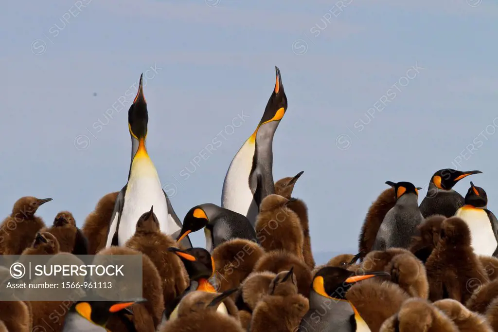 A pair of adult king penguins Aptenodytes patagonicus amongst ´okum boys´ at breeding and nesting colony at Gold Harbor in South Georgia Island, South...