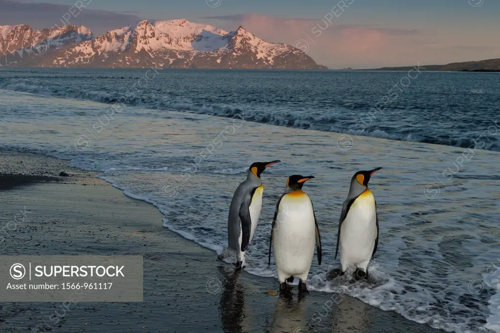 Sunrise on king penguins Aptenodytes patagonicus returning to nesting and breeding colony at Salisbury Plain on South Georgia Island, Southern Ocean