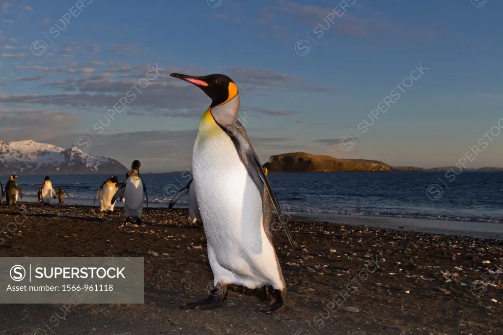 Sunrise on king penguin Aptenodytes patagonicus returning to nesting and breeding colony at Salisbury Plain on South Georgia Island, Southern Ocean