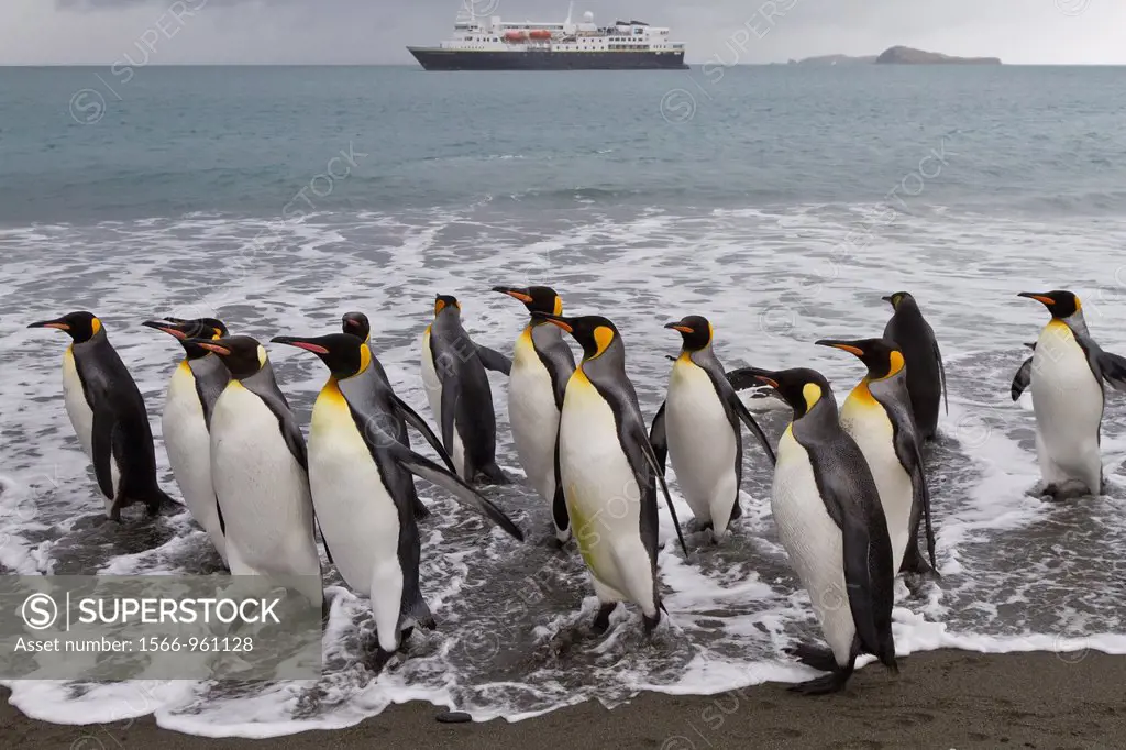 Adult king penguins Aptenodytes patagonicus returning from sea to the nesting and breeding colony at Salisbury Plain on South Georgia Island, Southern...