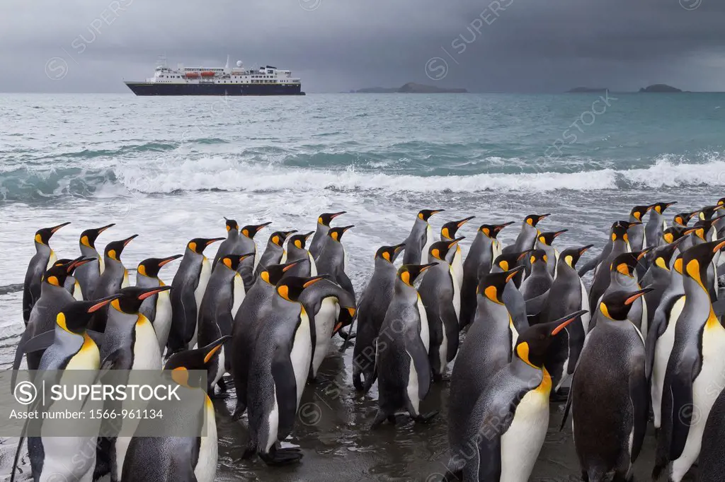 Adult king penguins Aptenodytes patagonicus returning to the sea from the nesting and breeding colony at Salisbury Plain on South Georgia Island, Sout...