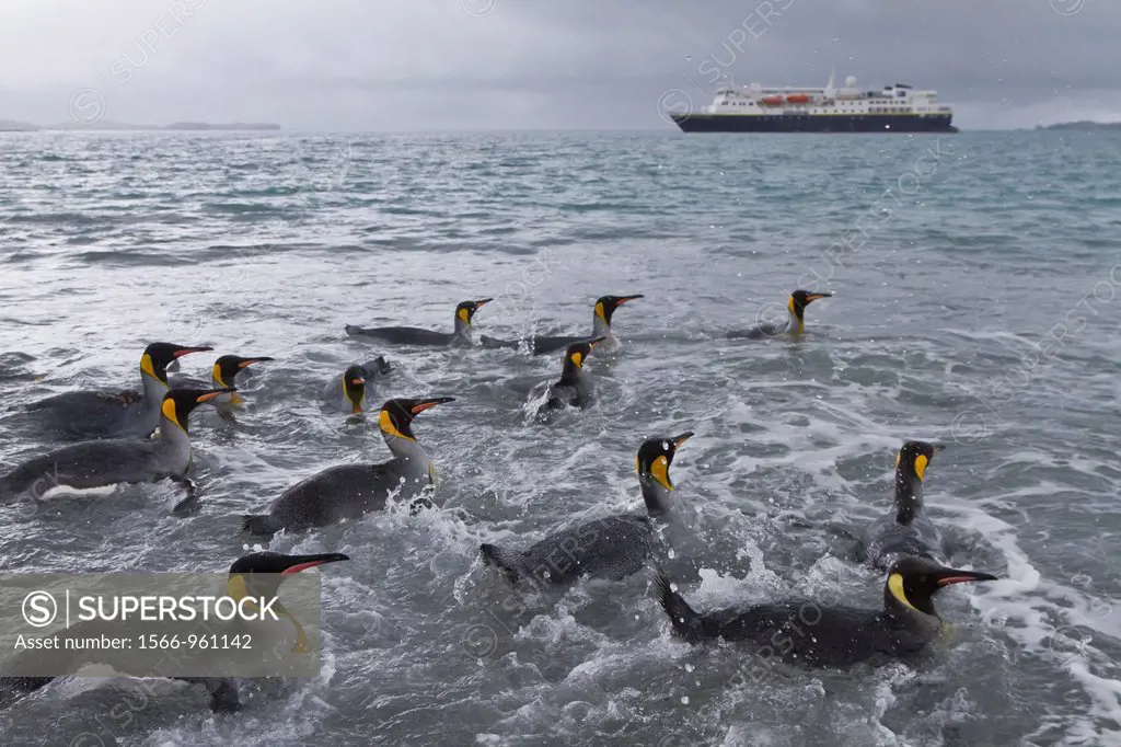 Adult king penguins Aptenodytes patagonicus returning to the sea from the nesting and breeding colony at Salisbury Plain on South Georgia Island, Sout...