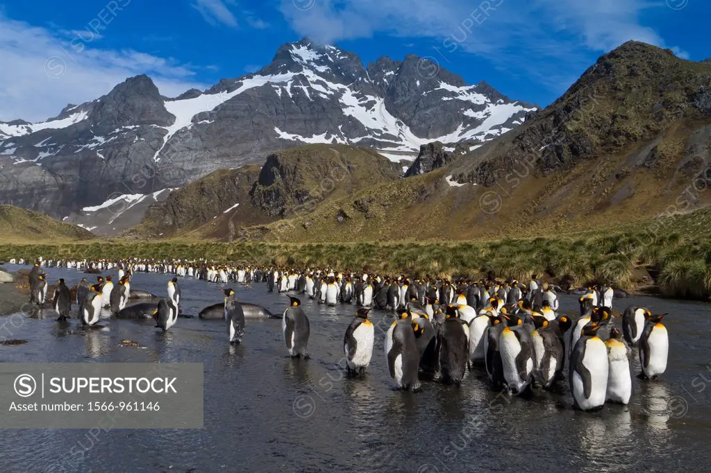 Adult king penguins Aptenodytes patagonicus molting their feathers at the nesting and breeding colony at Gold Harbour on South Georgia Island, Souther...
