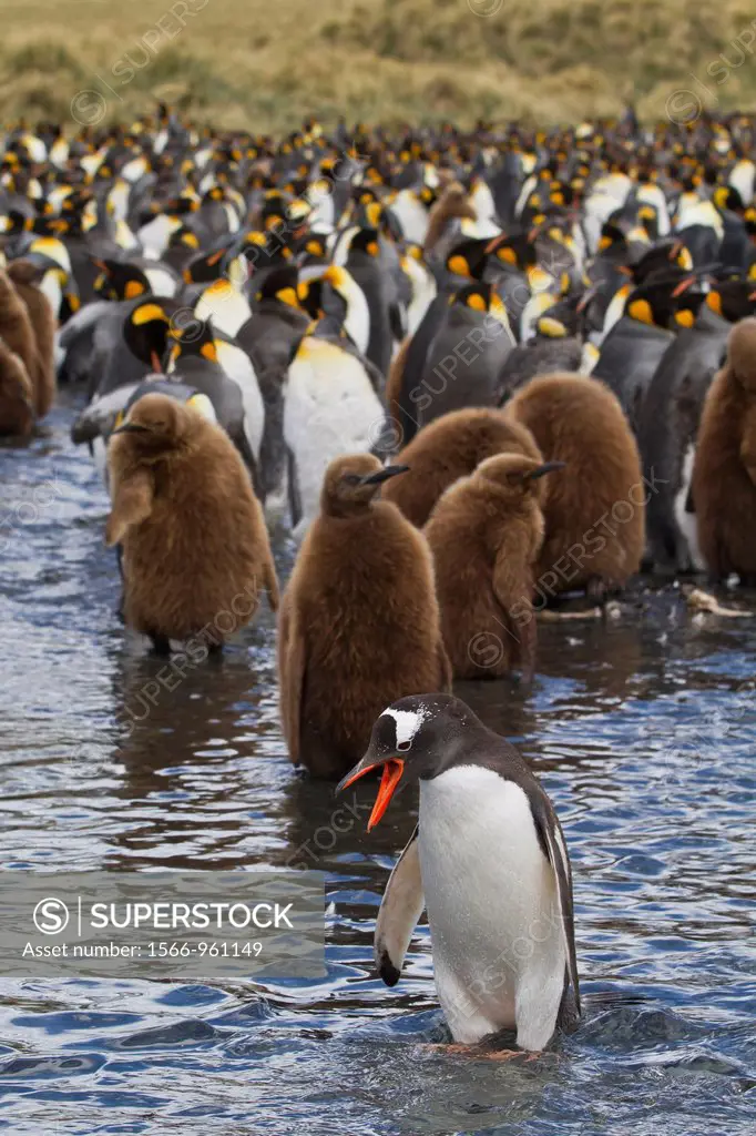 Adult gentoo penguin Pygoscelis papua amongst king penguins Aptenodytes patagonicus at nesting and breeding colony at Gold Harbour on South Georgia Is...