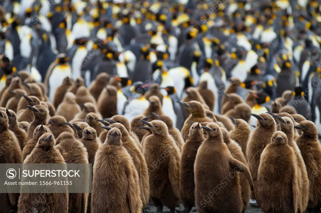 Adult king penguins Aptenodytes patagonicus amongst chicks called ´okum boys´ at nesting and breeding colony at Gold Harbour on South Georgia Island, ...