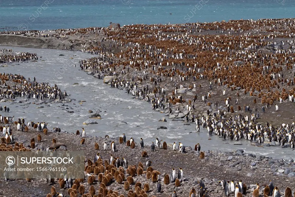 King penguin Aptenodytes patagonicus nesting and breeding colony at St  Andrews Bay on South Georgia Island, Southern Ocean