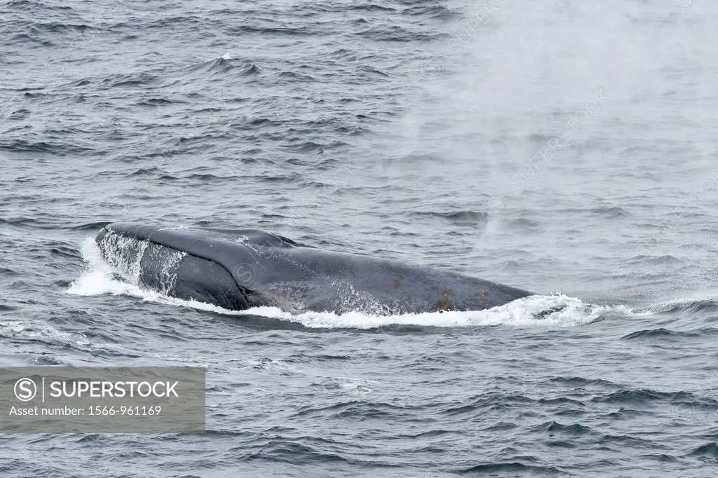 A rare view of an adult blue whale Balaenoptera musculus surfacing in the food-rich waters off the continental shelf near South Georgia in the Souther...