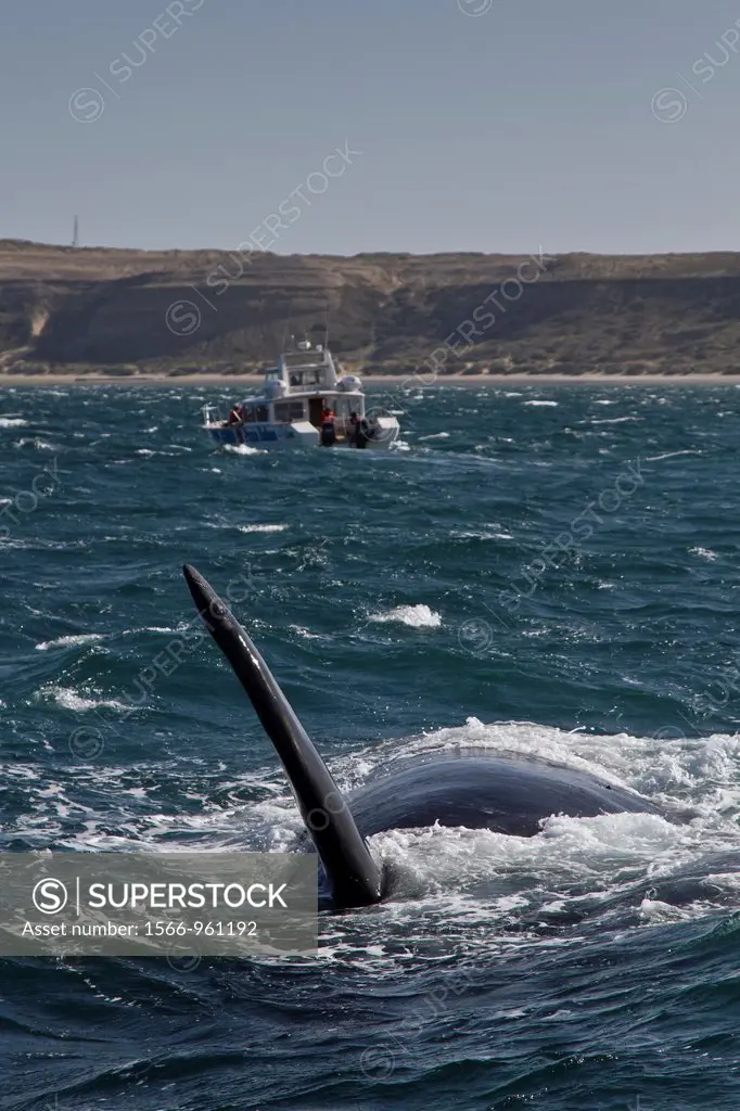 Southern right whale Eubalaena australis mother on her side to nurse her calf near whale watching boat in Puerto Pyramides, Golfo Nuevo, Peninsula Val...