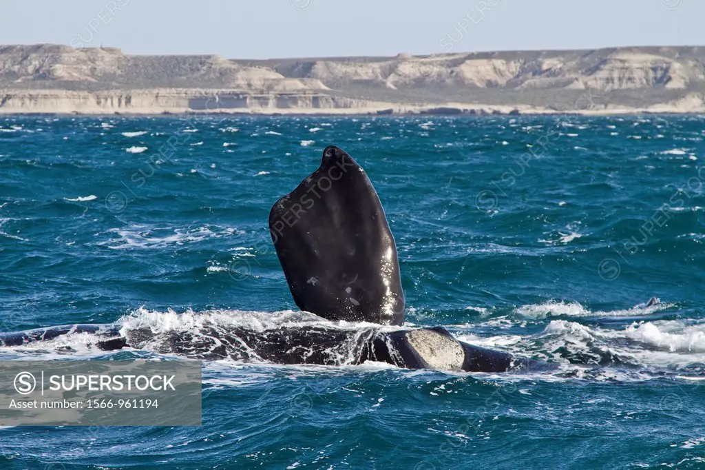Southern right whale Eubalaena australis mother on her side to nurse her calf in Puerto Pyramides, Golfo Nuevo, Peninsula Valdez, Argentina, South Atl...