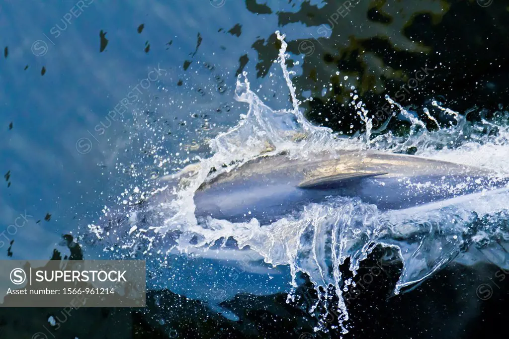 Adult Peale´s Dolphin Lagenorhynchus australis bow-riding the National Geographic Explorer near New Island in the Falkland Islands, South Atlantic Oce...