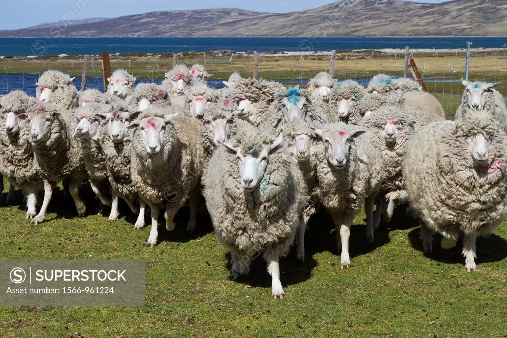 Culling sheep for their wool at Long Island Farm outside Stanley in the Falkland Islands, South Atlantic Ocean