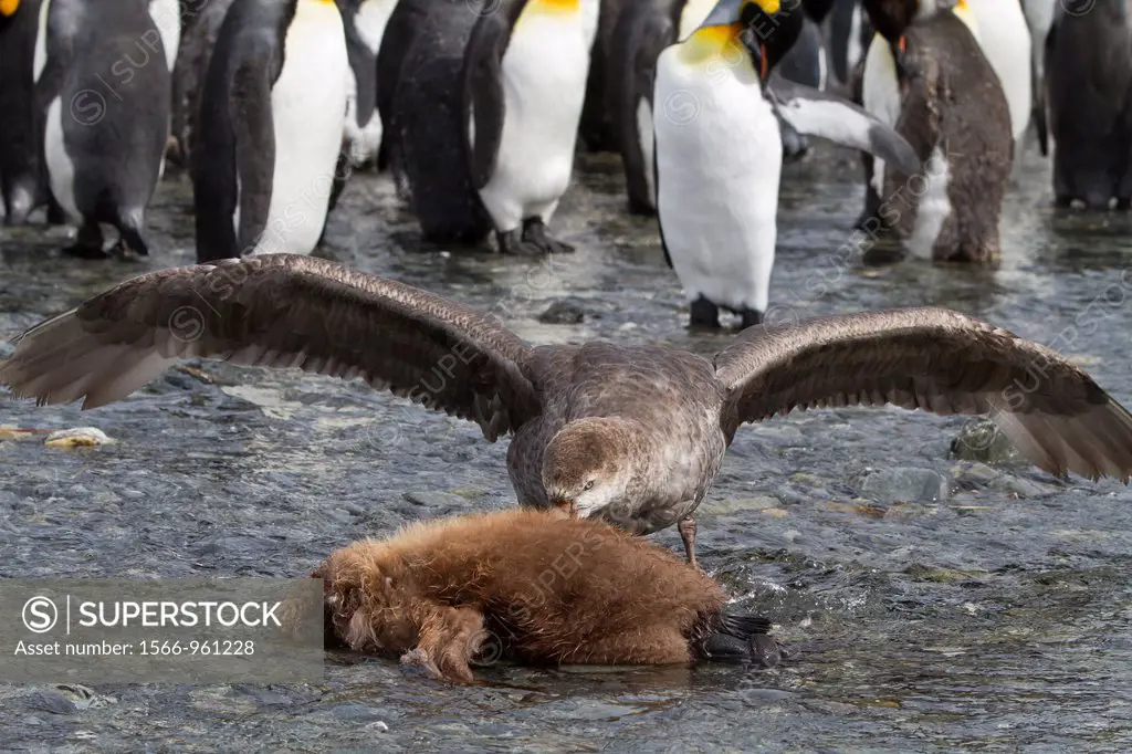 Northern giant petrel Macronectes halli killing and attempting to eat a king penguin chick Aptenodytes patagonicus at Gold Harbour, South Georgia, Sou...