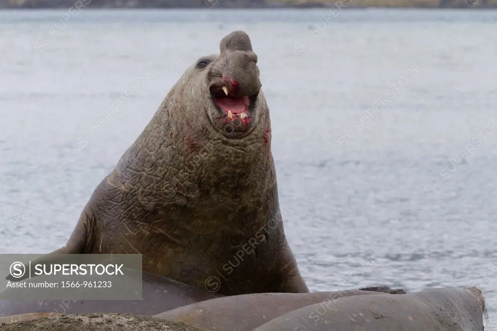 Battle-scarred adult ´beachmaster´ bull southern elephant seal Mirounga leonina bellowing to challenger bull at breeding site at Peggotty Bluff in Kin...