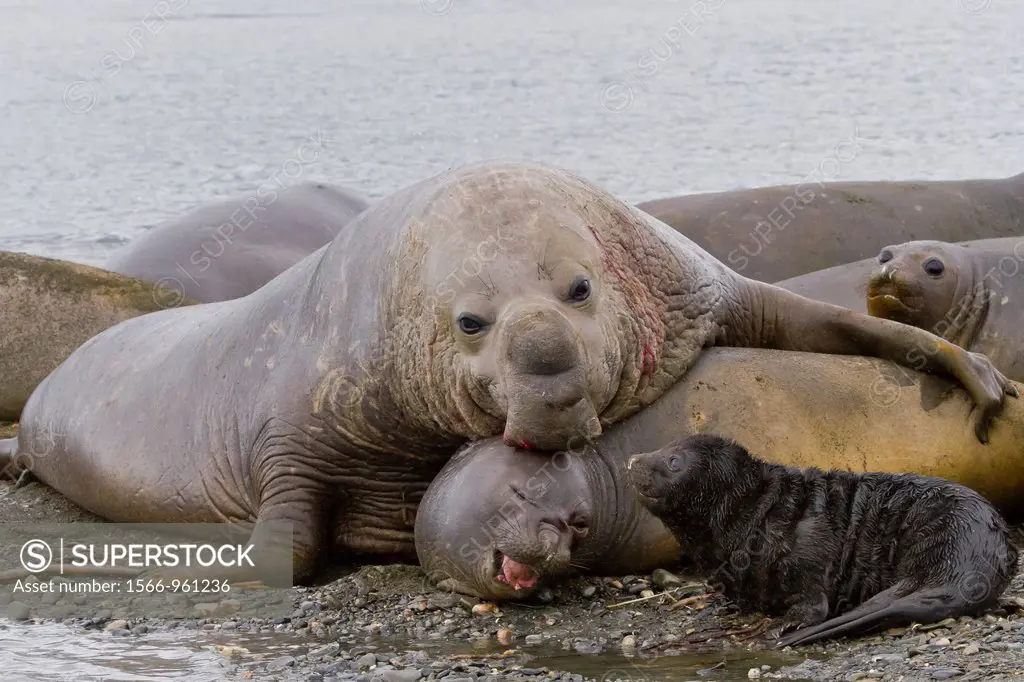 Adult ´beachmaster´ bull southern elephant seal Mirounga leonina attempting to mate with female her pup is in attendance at breeding site at Peggotty ...