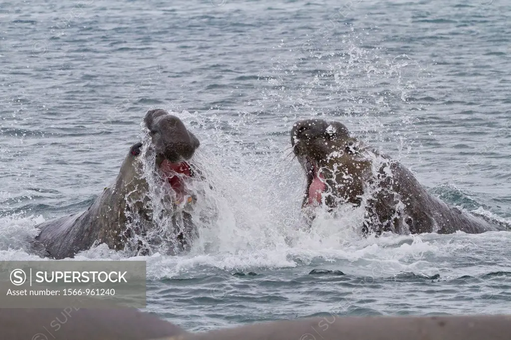 Battle-scarred adult bull southern elephant seals Mirounga leonina fighting in the sea at breeding site at Peggotty Bluff in King Haakon Bay on South ...
