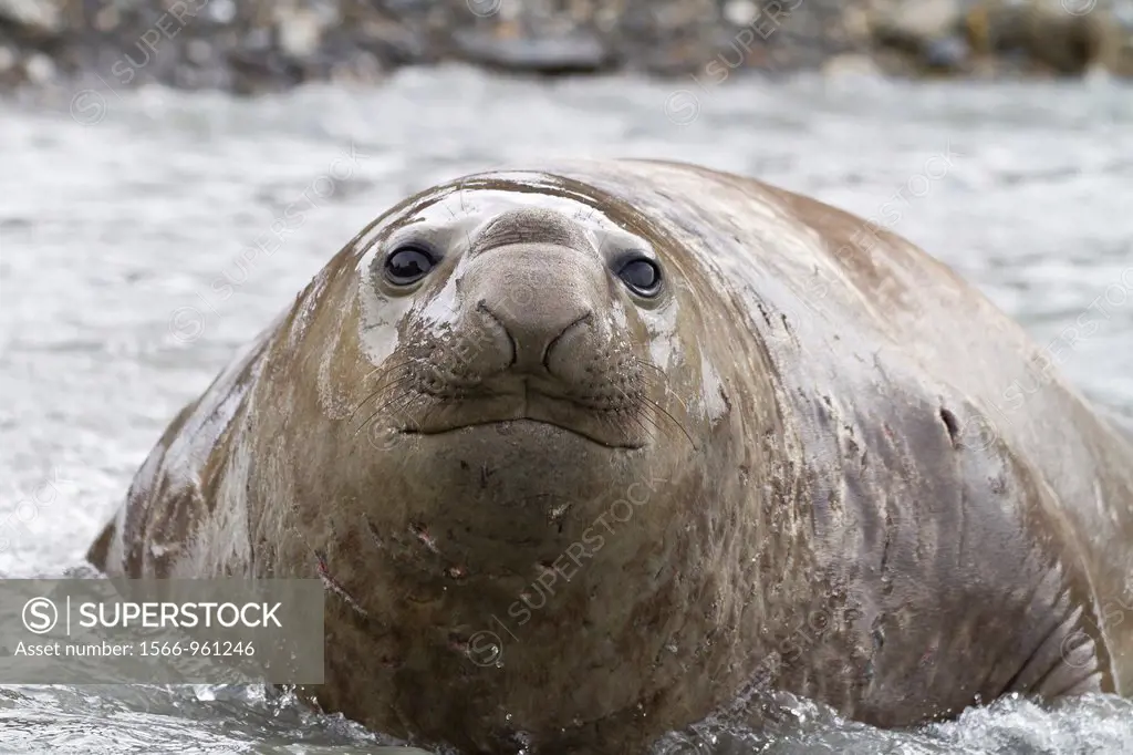 Young adult bull southern elephant seal Mirounga leonina close up while swimming in glacier run off at breeding site at Moltke Harbor on South Georgia...