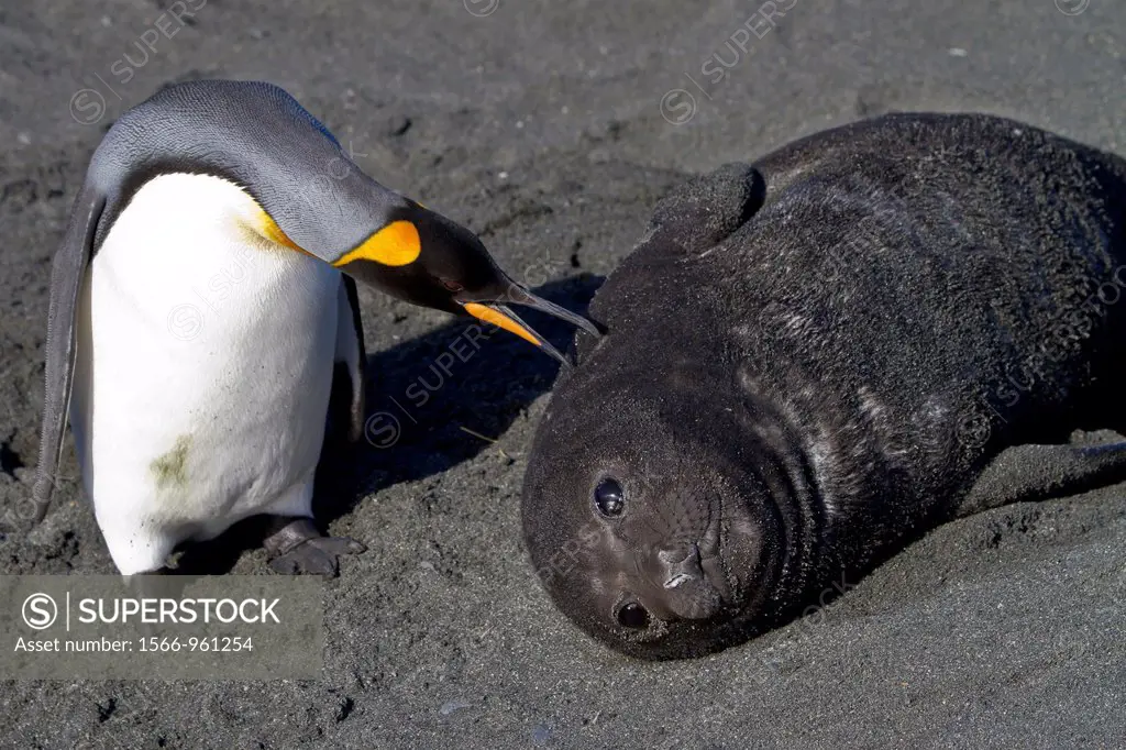Southern elephant seal Mirounga leonina pup interacting with curious king penguin at Gold Harbour on South Georgia Island in the Southern Ocean