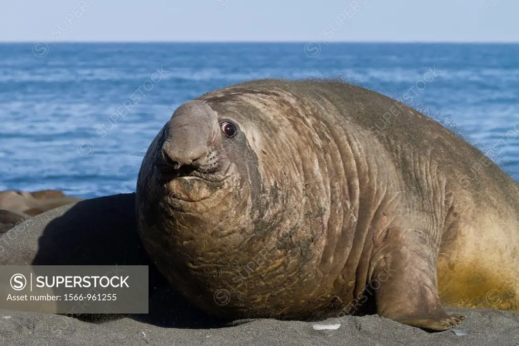 Adult bull southern elephant seal Mirounga leonina fleeing from another male challenger at Gold Harbour on South Georgia Island in the Southern Ocean