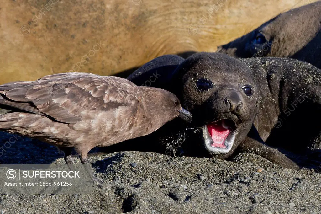 Southern elephant seal Mirounga leonina pup lips being probed by a brown skua Catharacta lonnbergi for left over milk from nursing at Gold Harbour on ...