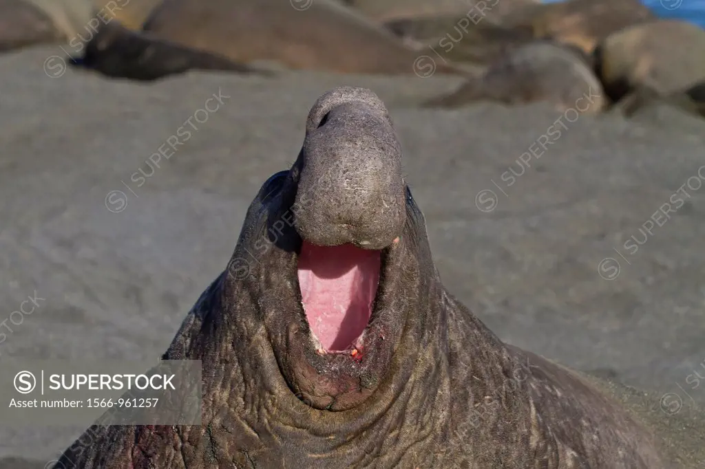 Adult bull southern elephant seal Mirounga leonina issuing a bellow towards another male challenger at Gold Harbour on South Georgia Island in the Sou...