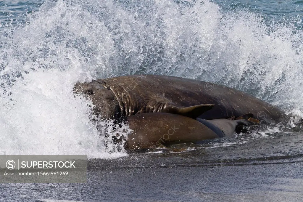 Southern elephant seal Mirounga leonina bull holding adult female in the surf to mate with her at Gold Harbour on South Georgia Island in the Southern...