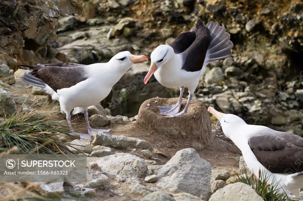 Adult black-browed albatross Thalassarche melanophrys pair in courtship display at nesting site on New Island, Falklands, South Atlantic Ocean