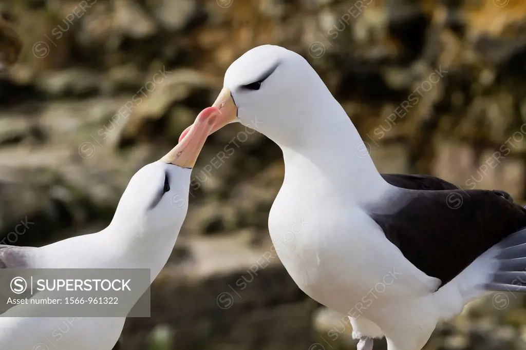 Adult black-browed albatross Thalassarche melanophrys pair in courtship display at nesting site on New Island, Falklands, South Atlantic Ocean