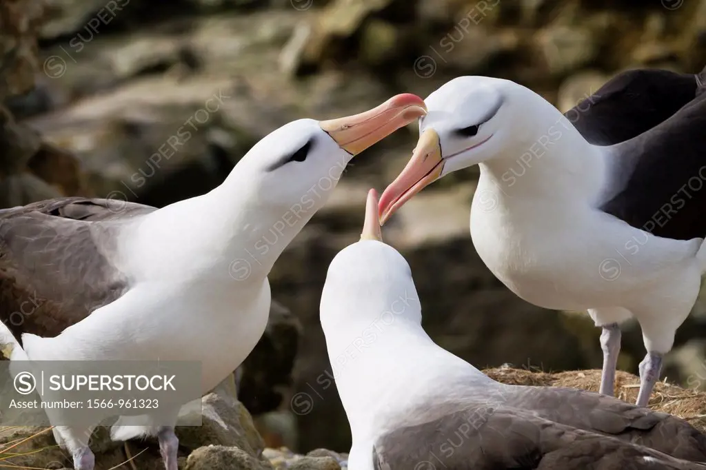 Adult black-browed albatross Thalassarche melanophrys trio in courtship display at nesting site on New Island, Falklands, South Atlantic Ocean