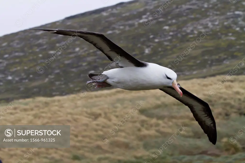 Adult black-browed albatross Thalassarche melanophrys in flight returning to nesting site on West Point Island, Falklands, South Atlantic Ocean