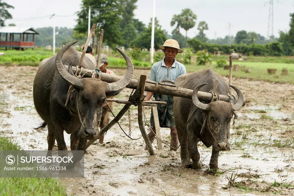 Farmers working in rice paddies with water buffalo, Taungoo, Bago Division, Myanmar, Burma, Asia